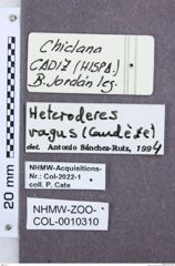 Etikette zu Heteroderes vagus (NHMW-ZOO-COL-0010310)